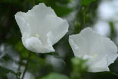 雨の木槿-2