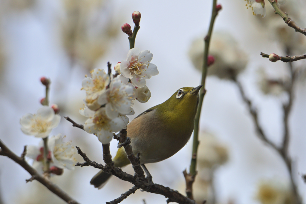 春、行ったり来たり