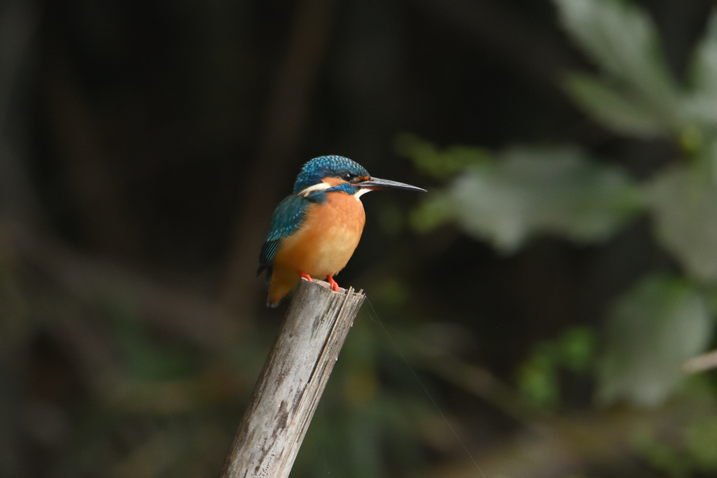 じわじわ寄る-2
