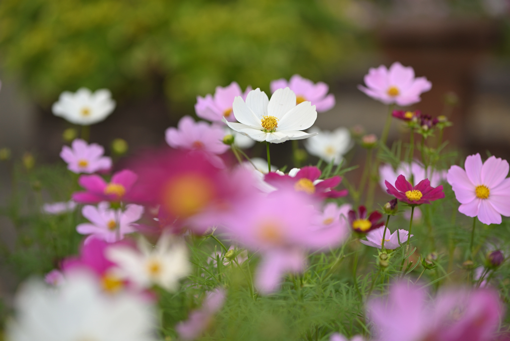 秋桜