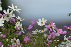 秋桜