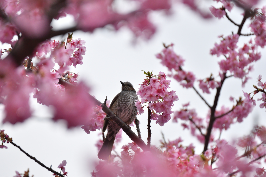 桜色のヒヨ-2