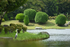 青鷺の池