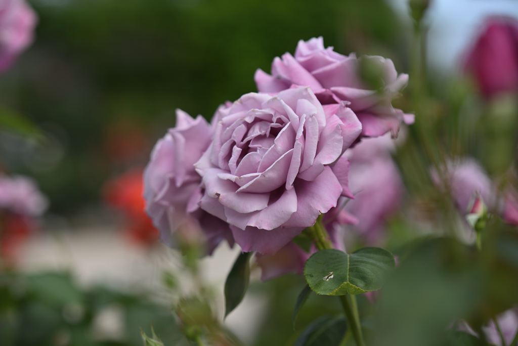 紫の薔薇