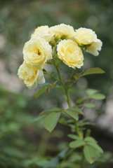 夏薔薇