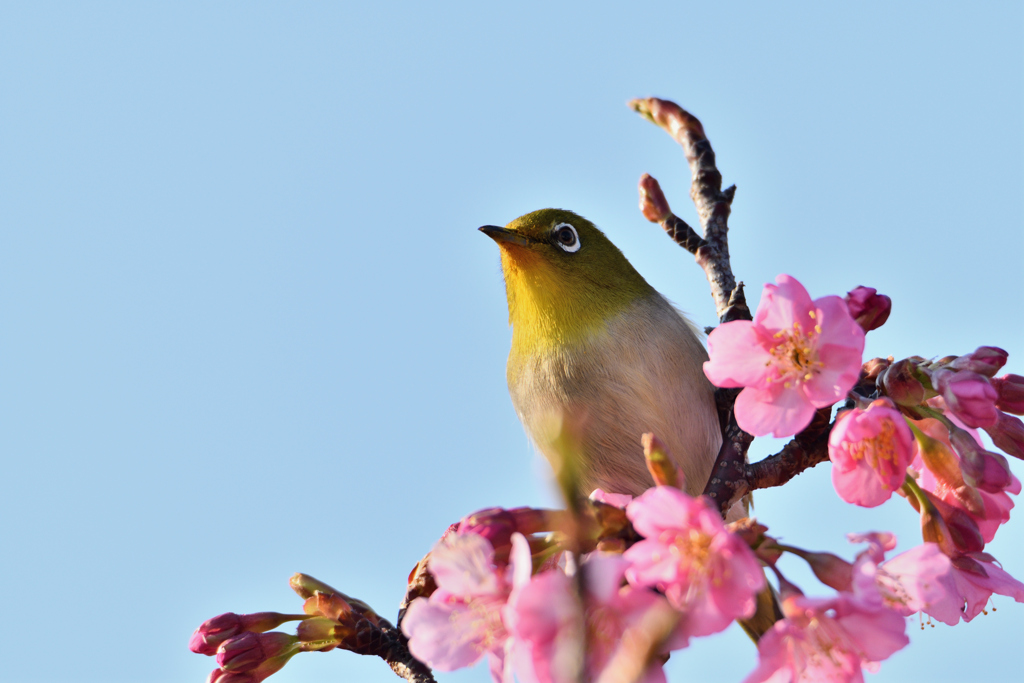 花の頃