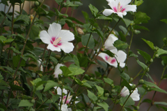 夏の白花