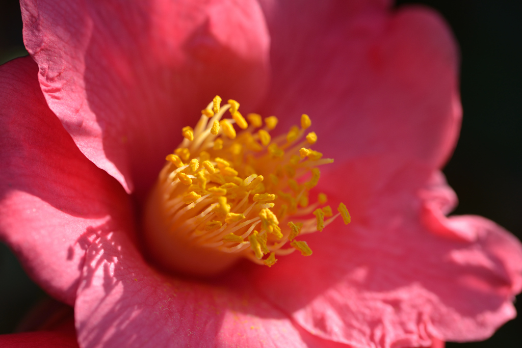 椿花