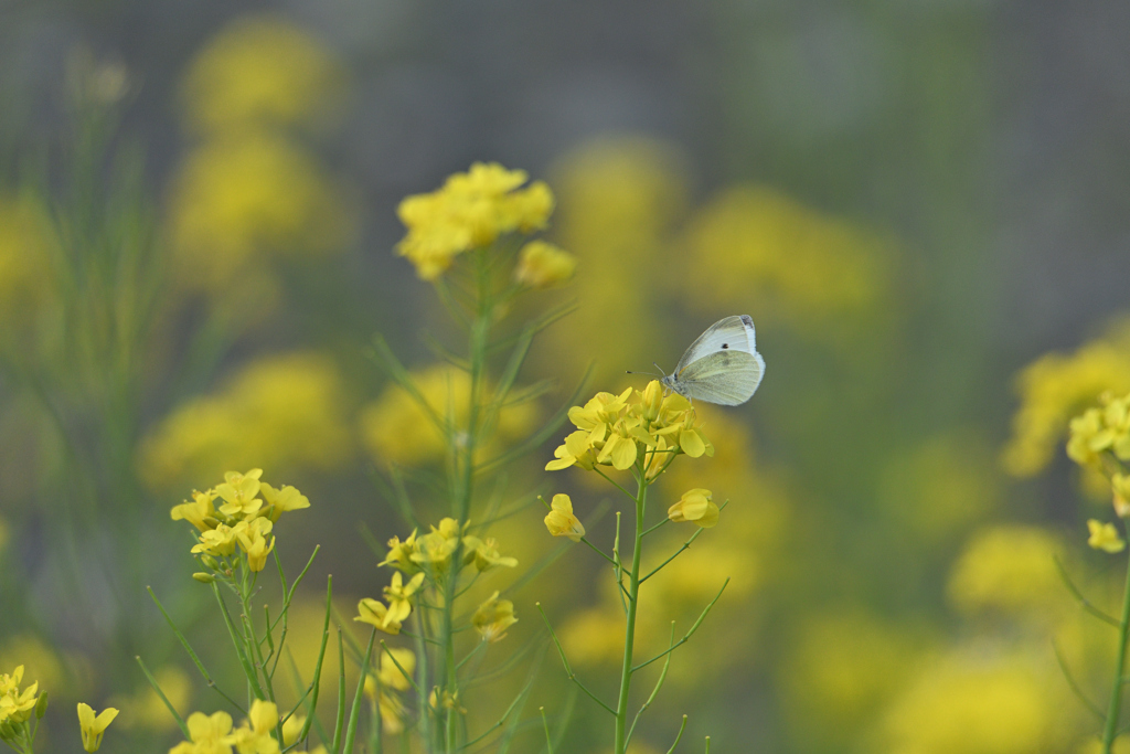 葉の花と蝶