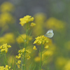 葉の花と蝶