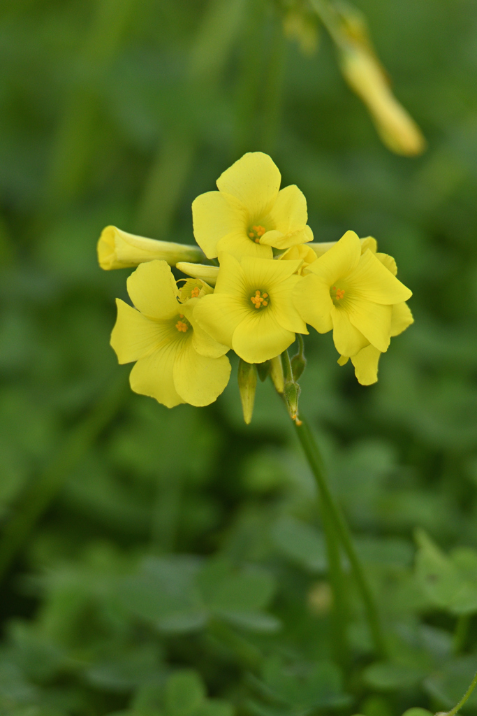 野草でもね_2019-③