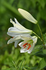 夏草に塗れて-1