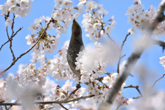 桜のアシカショー