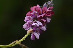 葛の花