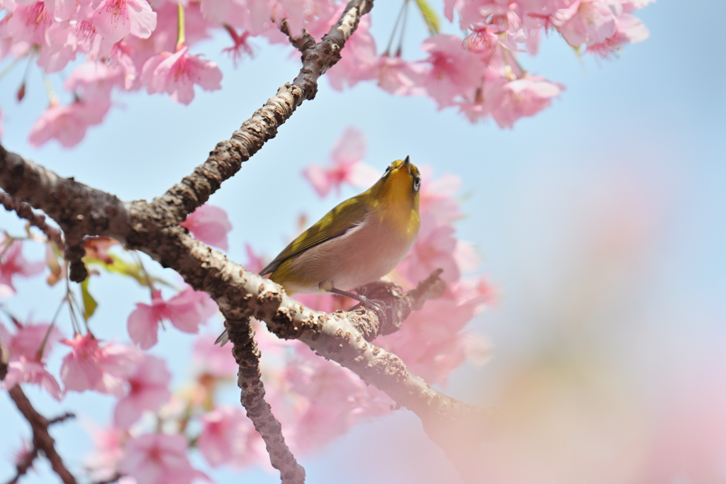 春かおる