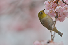 桜と目白