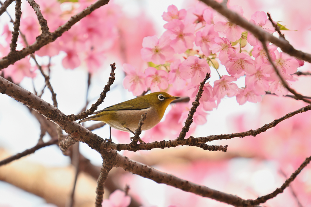 花の下で