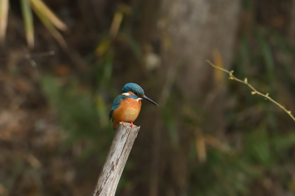 じわじわ寄る-1
