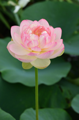 蓮花 ③