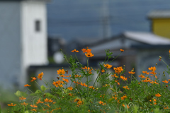 黄花秋桜