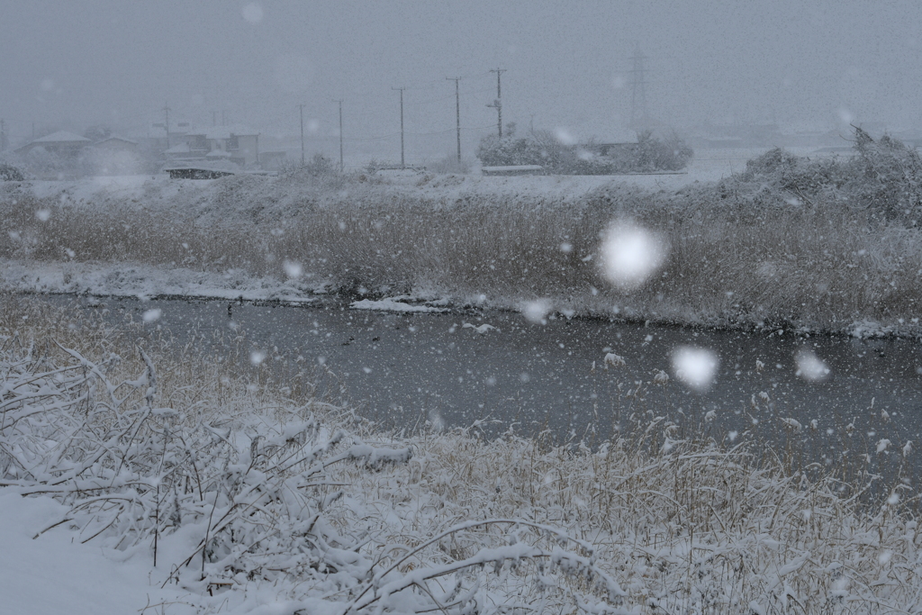 雪が舞う