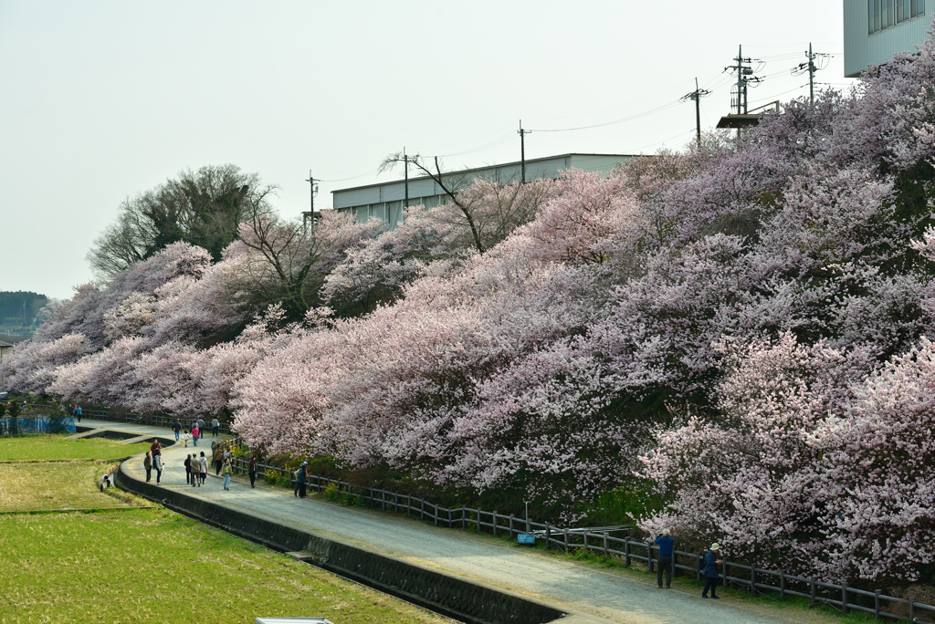 桜斜面