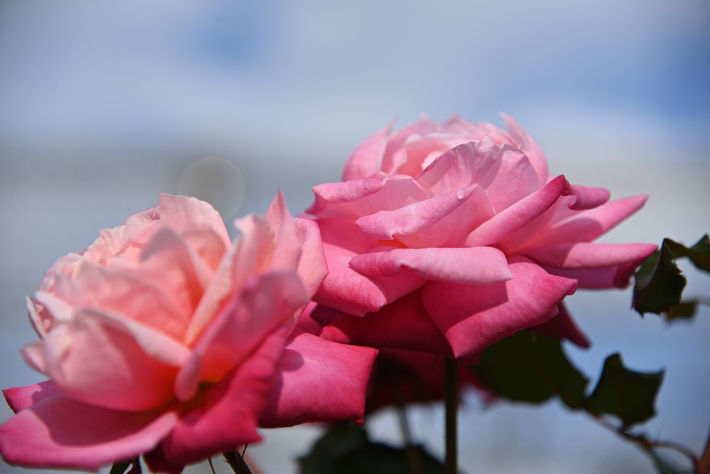 秋薔薇