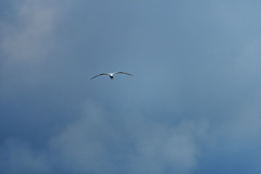雲を抜けろ