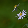 野菊
