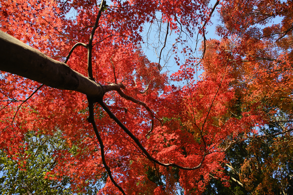 紅に染めて