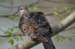 鳩