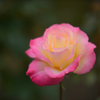 薔薇一輪