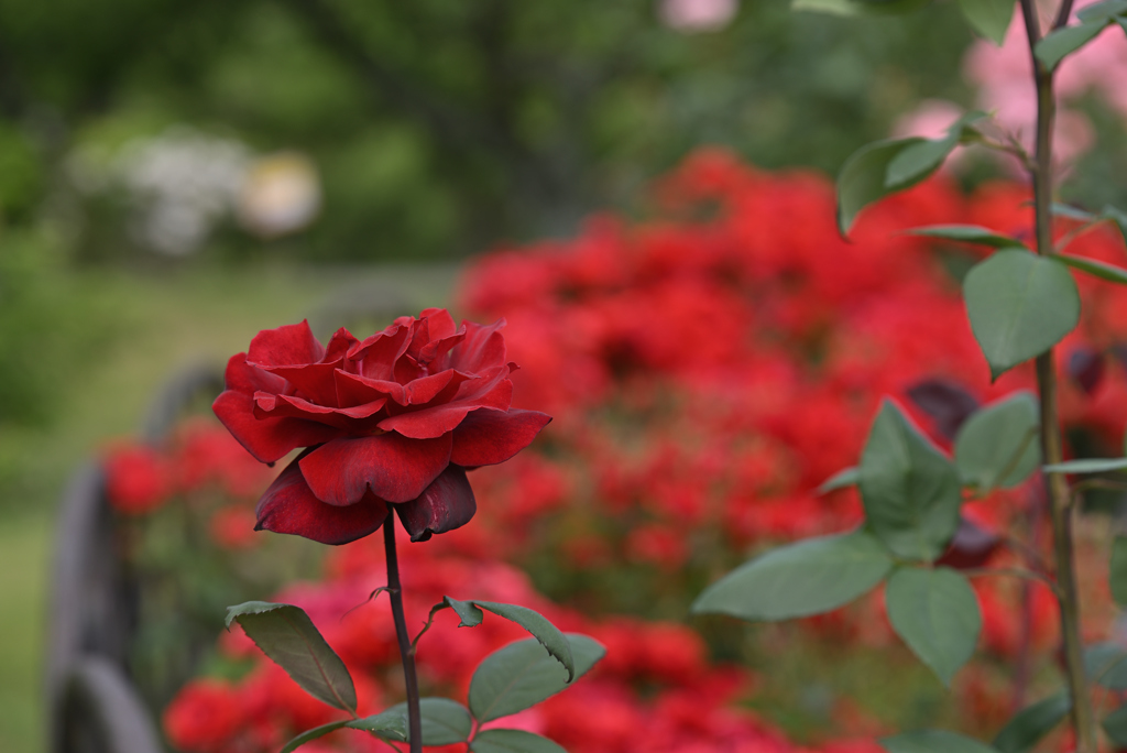 赤い薔薇