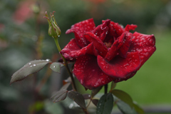 濡れた赤い薔薇