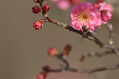 今年の花と虫