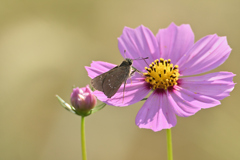 On the flower