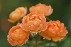 優しい春薔薇