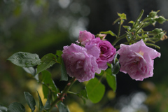 紫の薔薇には雫と蜂