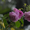 紫の薔薇には雫と蜂