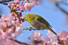春目白