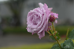 Sexual Violet