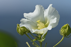 白い芙蓉