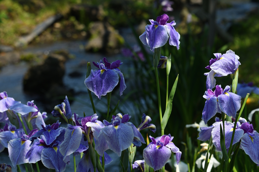 花の水辺