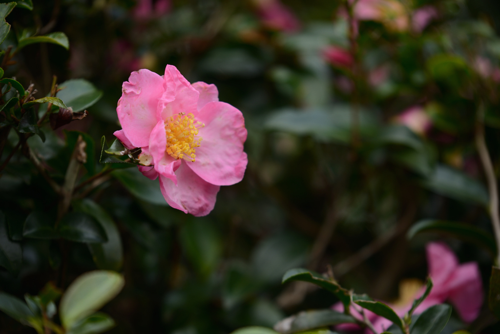 山茶花便り