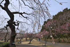 枝垂れ梅