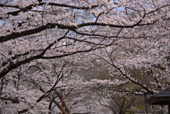 桜天井