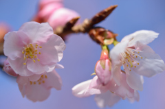 やや薄色の桜