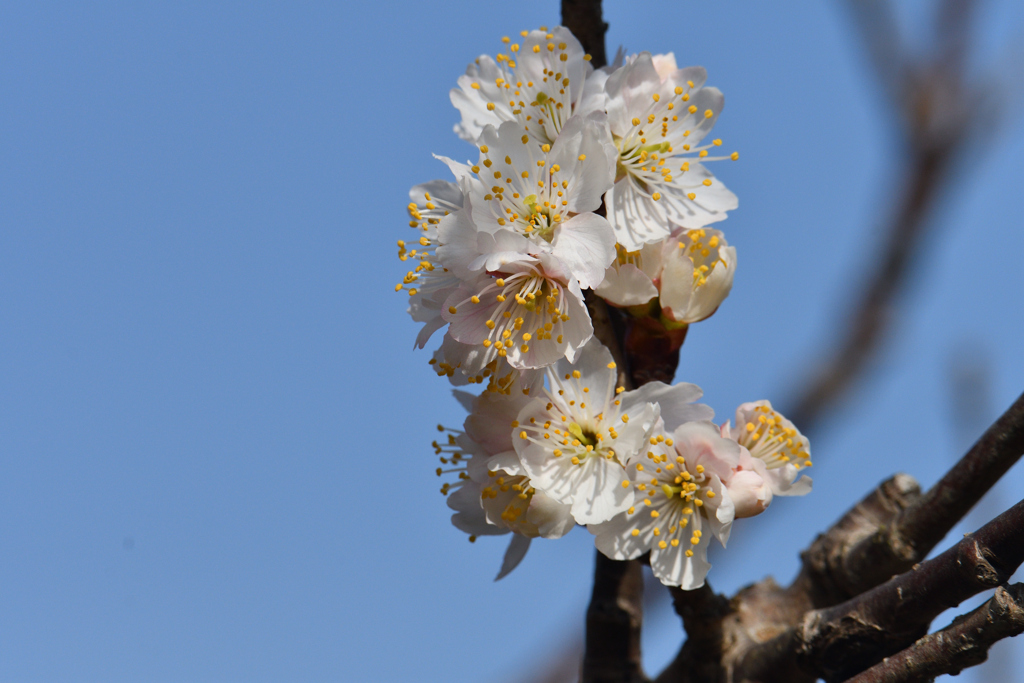 これも桜