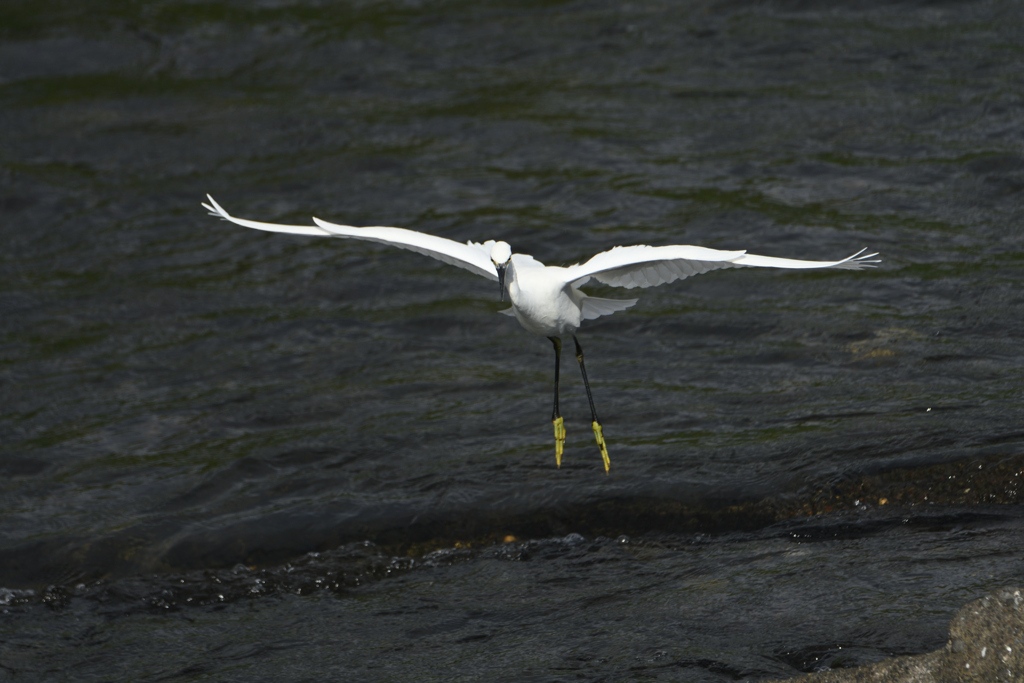 黄色い足が迷う
