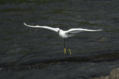 黄色い足が迷う